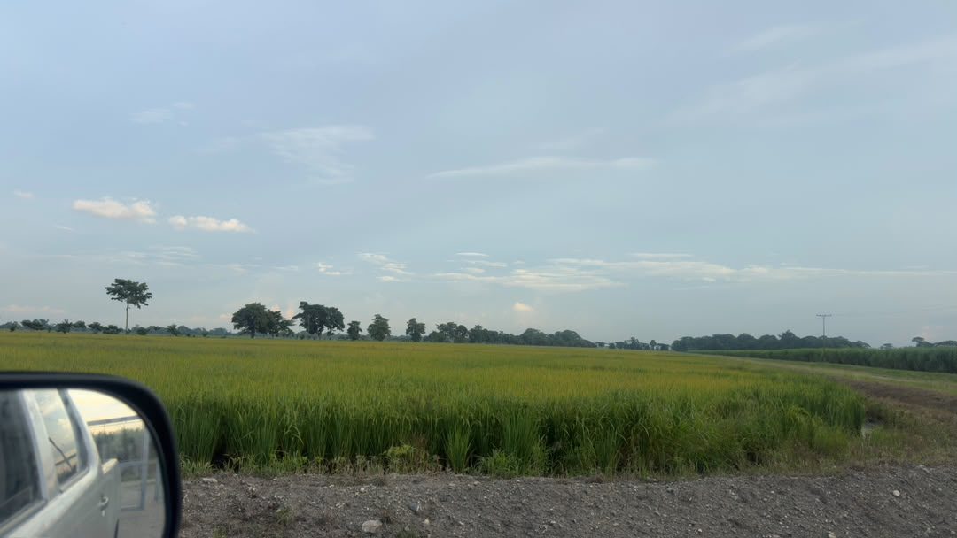 Campo de arroz