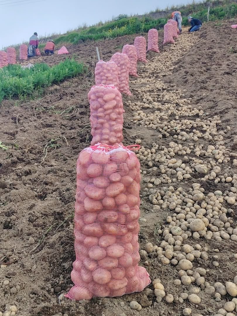 Cosecha de papa ensacada en campo